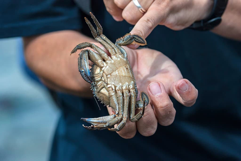 Nécoras gallegas en Sanxenxo