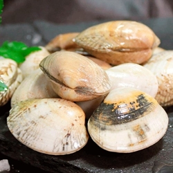 Almeja babosa - Imagen 1