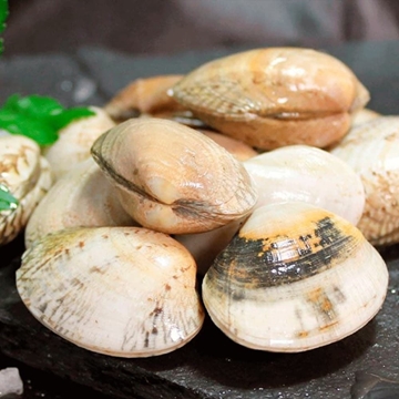 Almeja babosa - Imagen 1