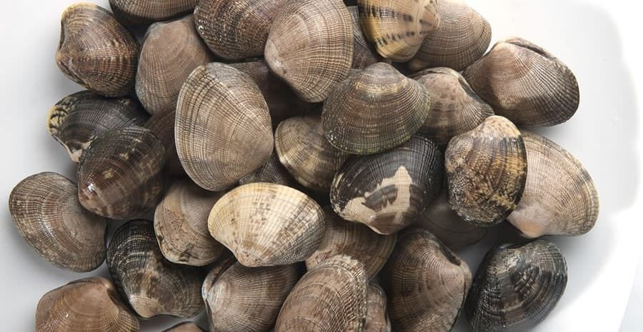 Almeja japónica gallega - Imagen 1