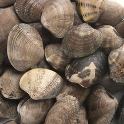 Almeja japónica - Imagen 1