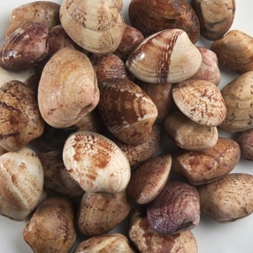 Almeja rubia - Imagen 1