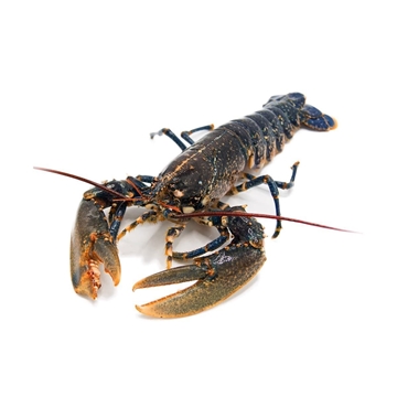 Bogavante azul gallego - Imagen 1