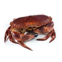 Buey de mar - Imagen 1