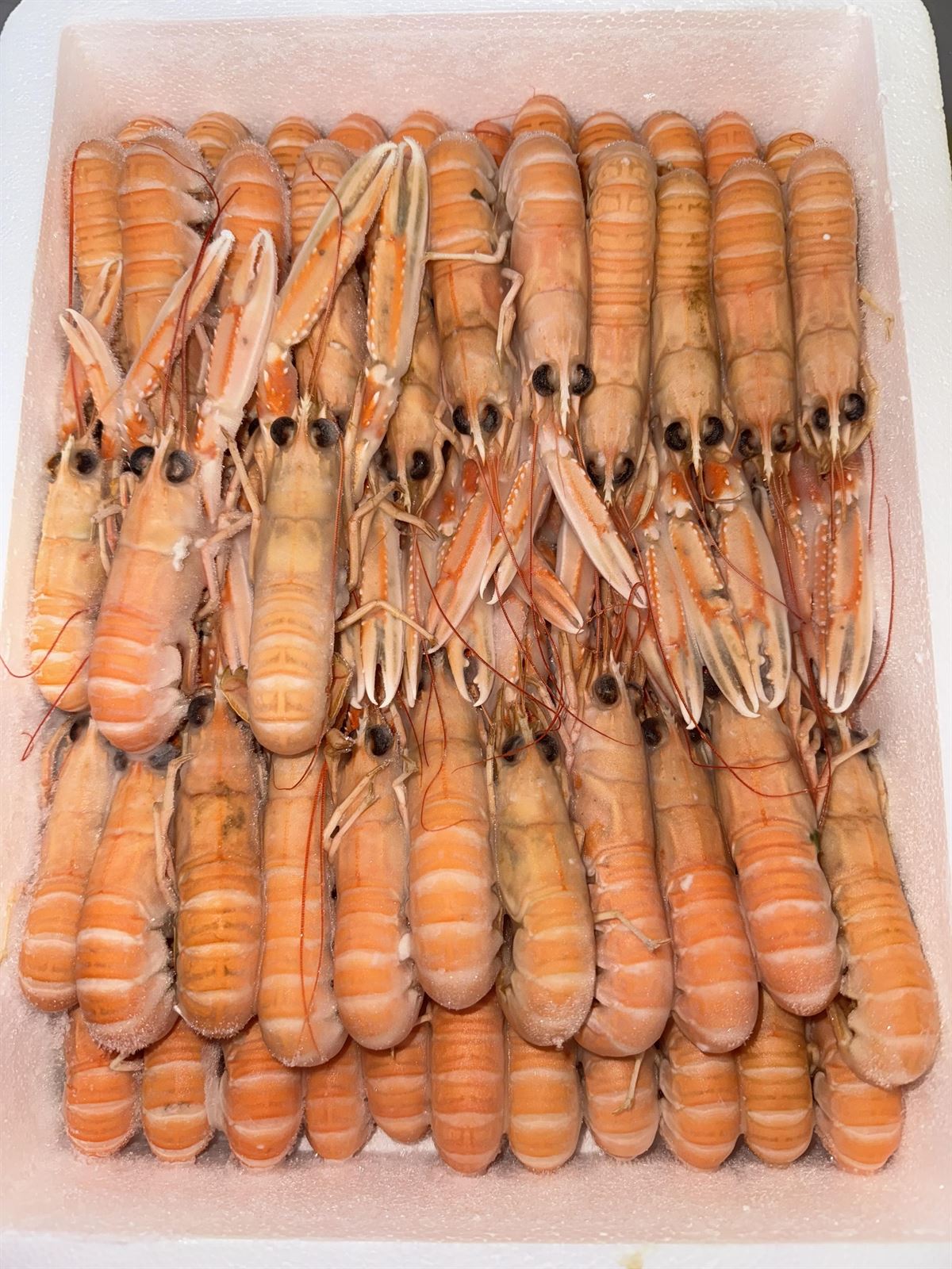 CAJA DE CIGALAS (1,5KG) - Imagen 1