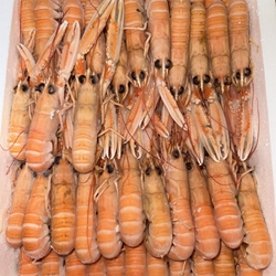 CAJA DE CIGALAS (1,5KG) - Imagen 1