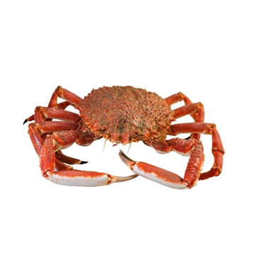 Centollo cantábrico - Imagen 1