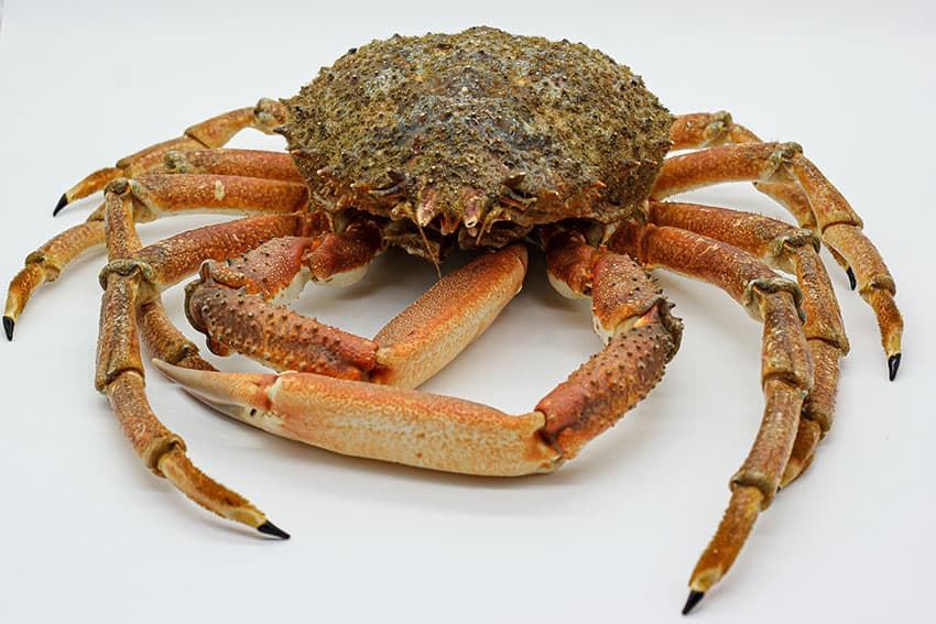 CENTOLLO IMPORTACIÓN - Imagen 1