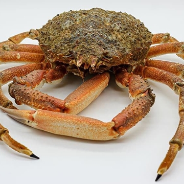 CENTOLLO IMPORTACIÓN - Imagen 1