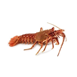 Langosta - Imagen 1
