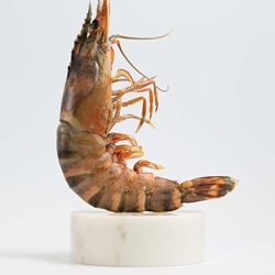 Langostino jumbo - Imagen 1