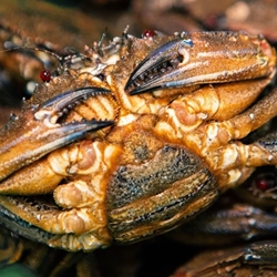 Nécora gallega - Imagen 1