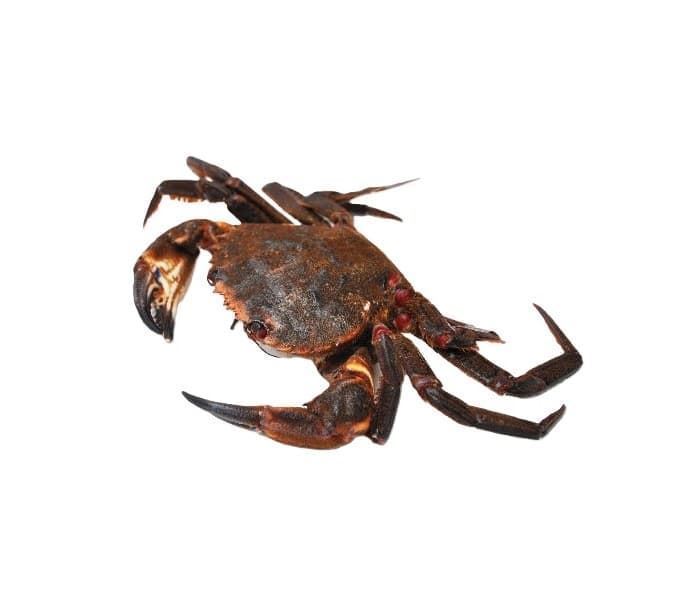 Nécora Importación - Imagen 1