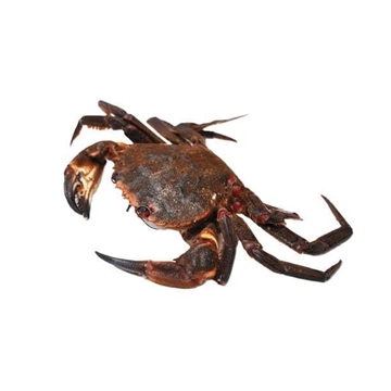 Nécora Importación - Imagen 1