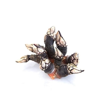 Percebes - Imagen 1