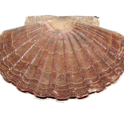 Vieira entera - Imagen 1