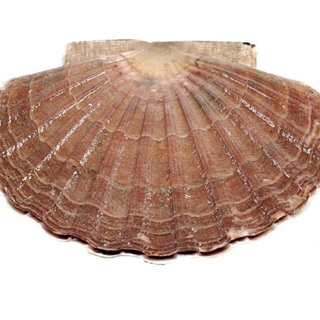 Vieira entera - Imagen 1